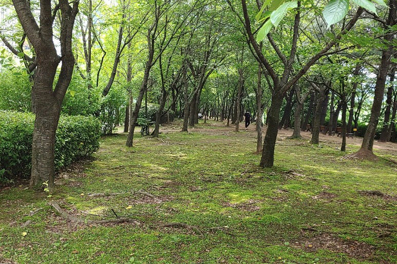 경기도 분당 성남시파크골프장 (수내파크골프장) 소개