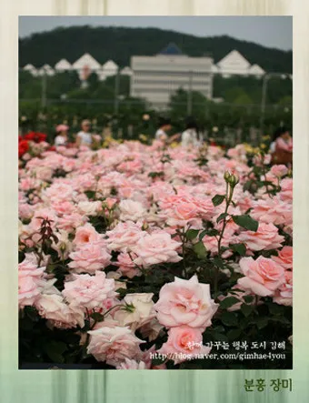 장미 재배 전정 시기 병해 예방 풍성한 개화_5