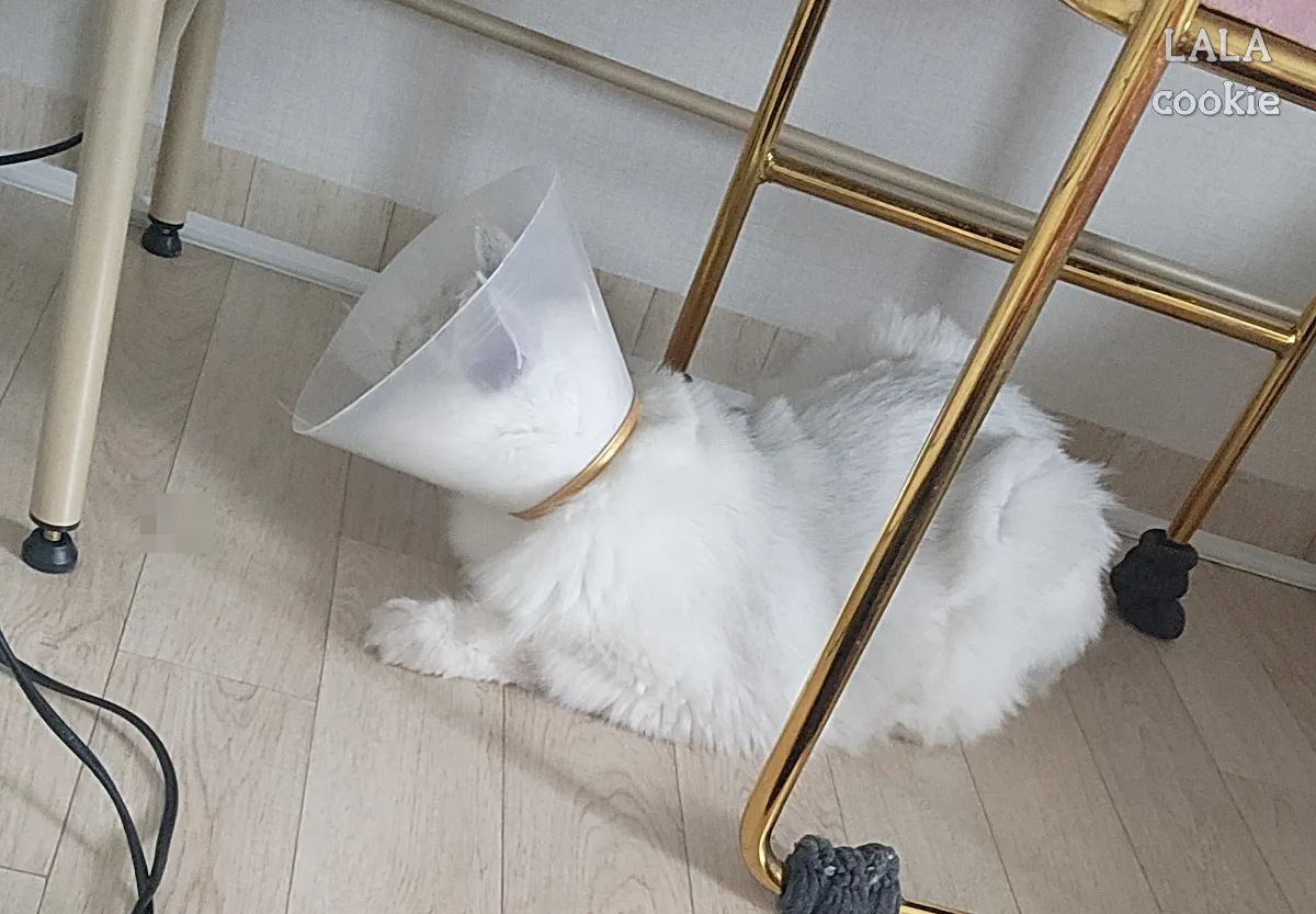 고양이-넥카라-사이즈-적당한-모습