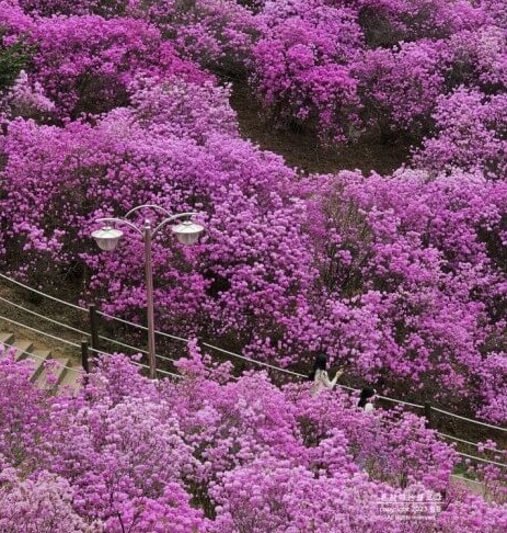 부천 진달래동산, 5색 봄꽃축제 즐기기 사진