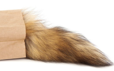 복슬복슬한 동물의 꼬리.