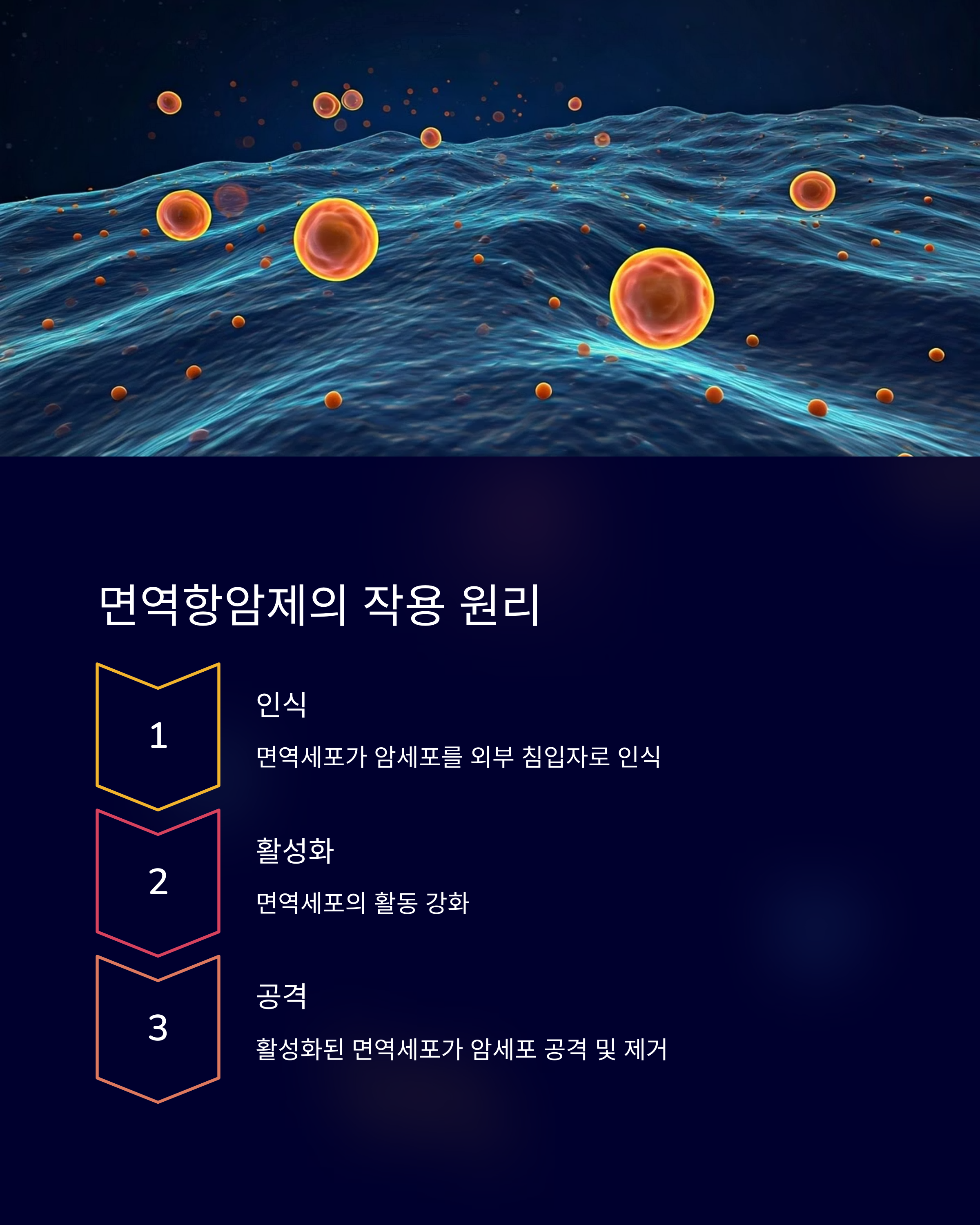 면역항암제 치료 단계별 작용 원리