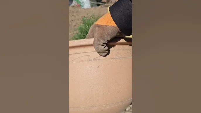 로즈마리 재배 삽목 번식 배수성 좋은 흙 관리_8