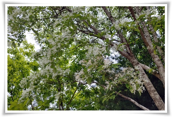 "설유화" 눈꽃보다 아름다운 꽃, 봄을 깨우는 순백의 기적!