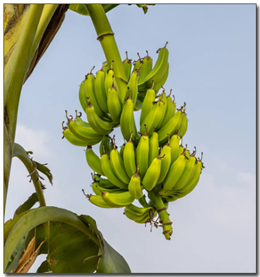 바나나 나무