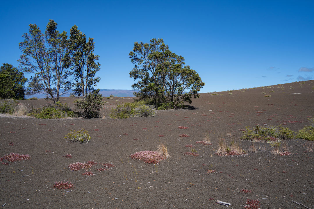 데바스테이션 트레일 풍경