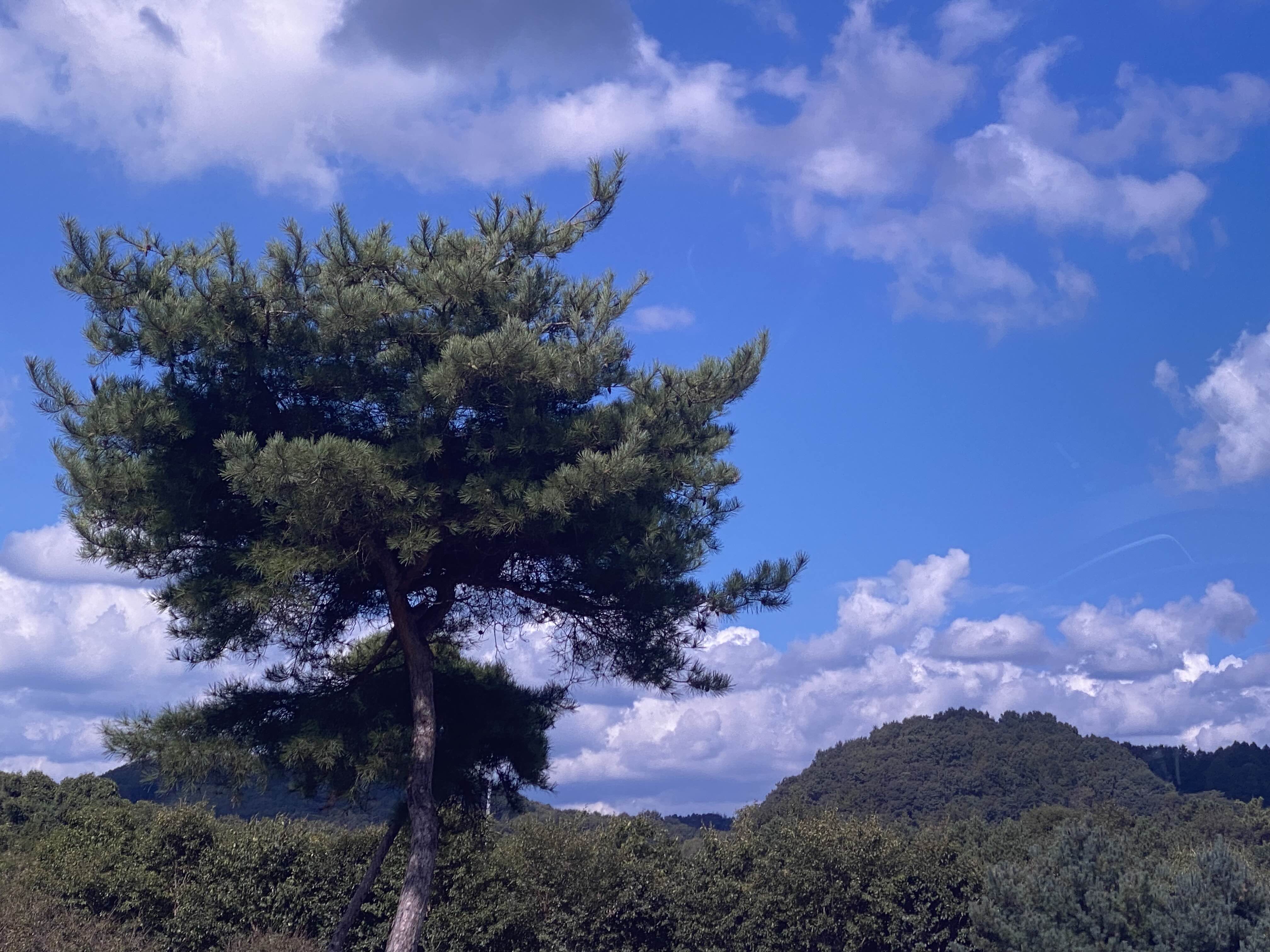 Alt 속성 문제 해결 설명 이미지