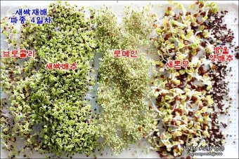 새싹무 재배 씨앗 소독 얇게 파종 통풍 관리_13