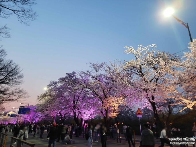 여의도 벚꽃 축제