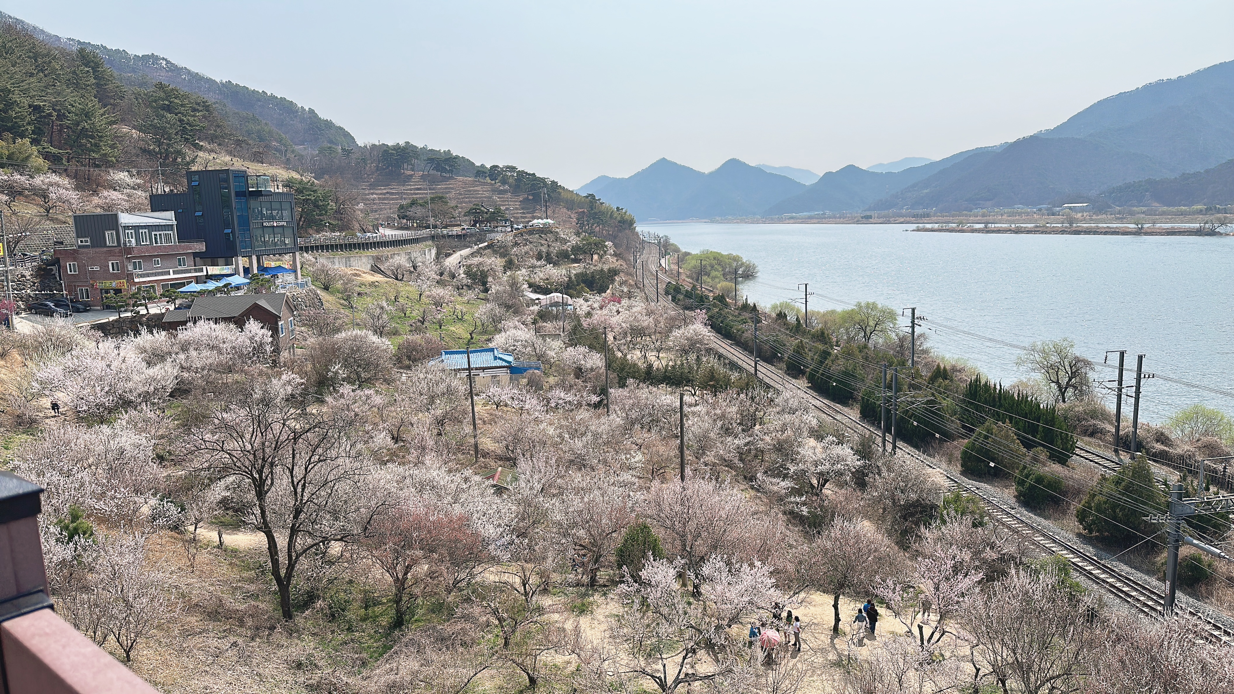 양산 원동 매화축제 사진 명소 추천