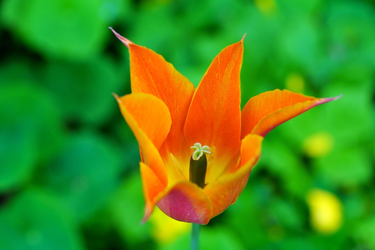 관매도 유채꽃 축제 섬 전체가 노랗게 물드는 봄날