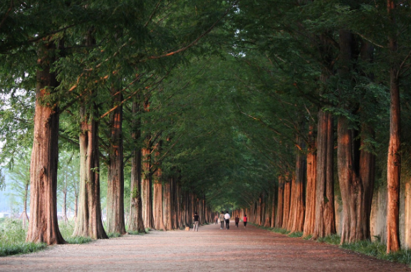 비 오는 날 가야 더 예쁜 여행지 담양, 통영, 군산 감성 투어