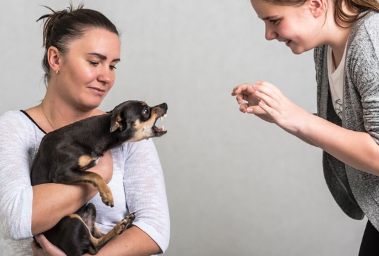 갑자기 화가 나기 시작하는 치와와.