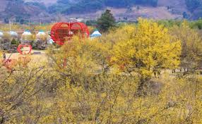 구례 산수유축제