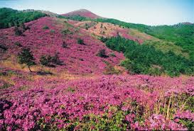 제 20회 일림산 철쭉문화행사 기본일정과 특징 소개