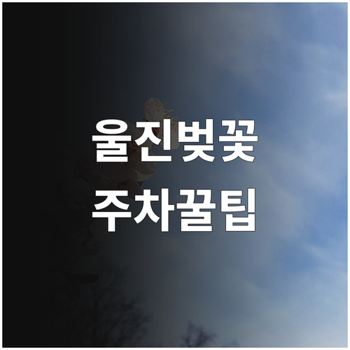 울진 벚꽃 개화 일상 및 3대 명소 ..