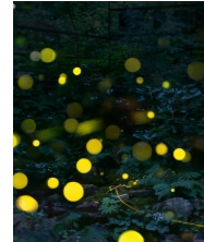 화담숲 예약 화담숲 벚꽃