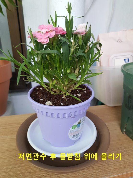 카네이션 후 받침 위에 올리기