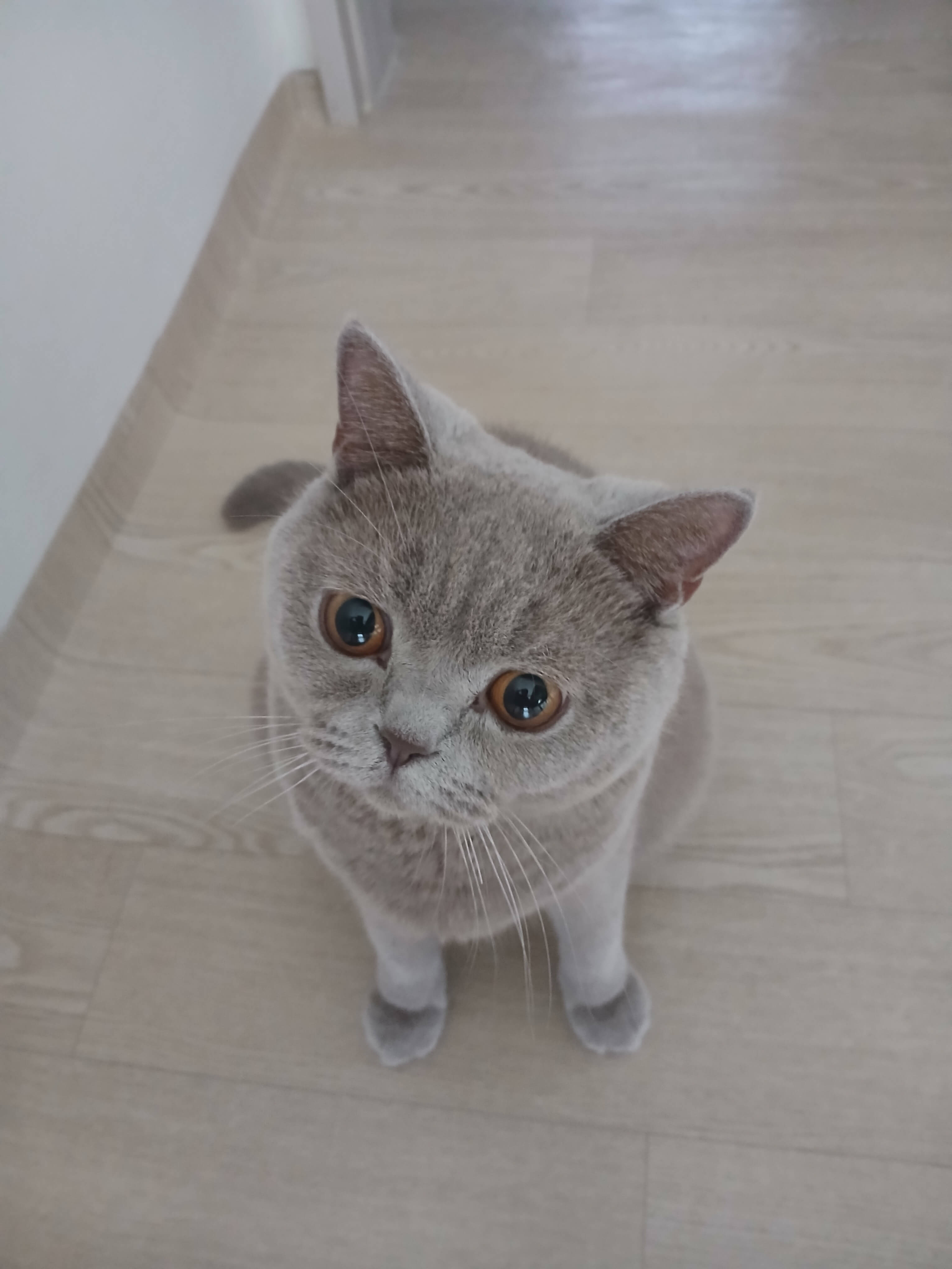 고양이를 혼자 두고 장시간 외출하는 건 좋지 않아요