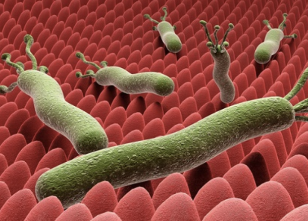 헬리코박터균 5