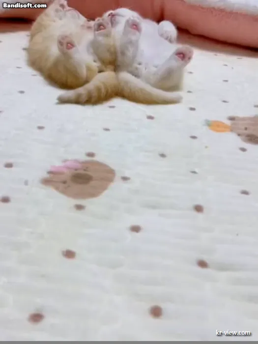 img.webp?credential=yqXZFxpELC7KVnFOS48ylbz2pIh7yKj8&expires=1767193199&allow_ip=&allow_referer=&signature=PiCM63iUTEdWPQAtKMBzd%2BUB%2BT8%3D