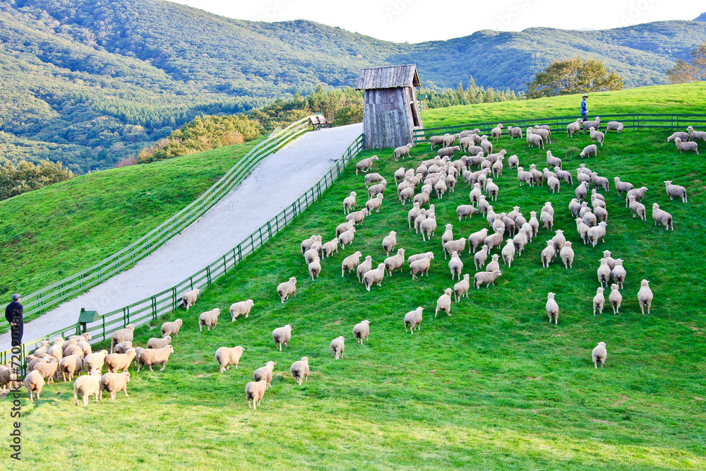 대관령 양떼 목장