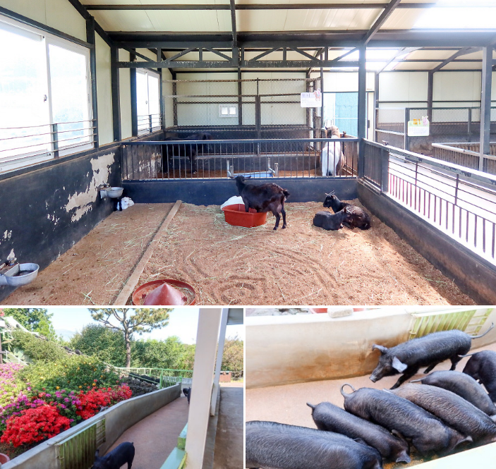 휴애리 내 소동물들