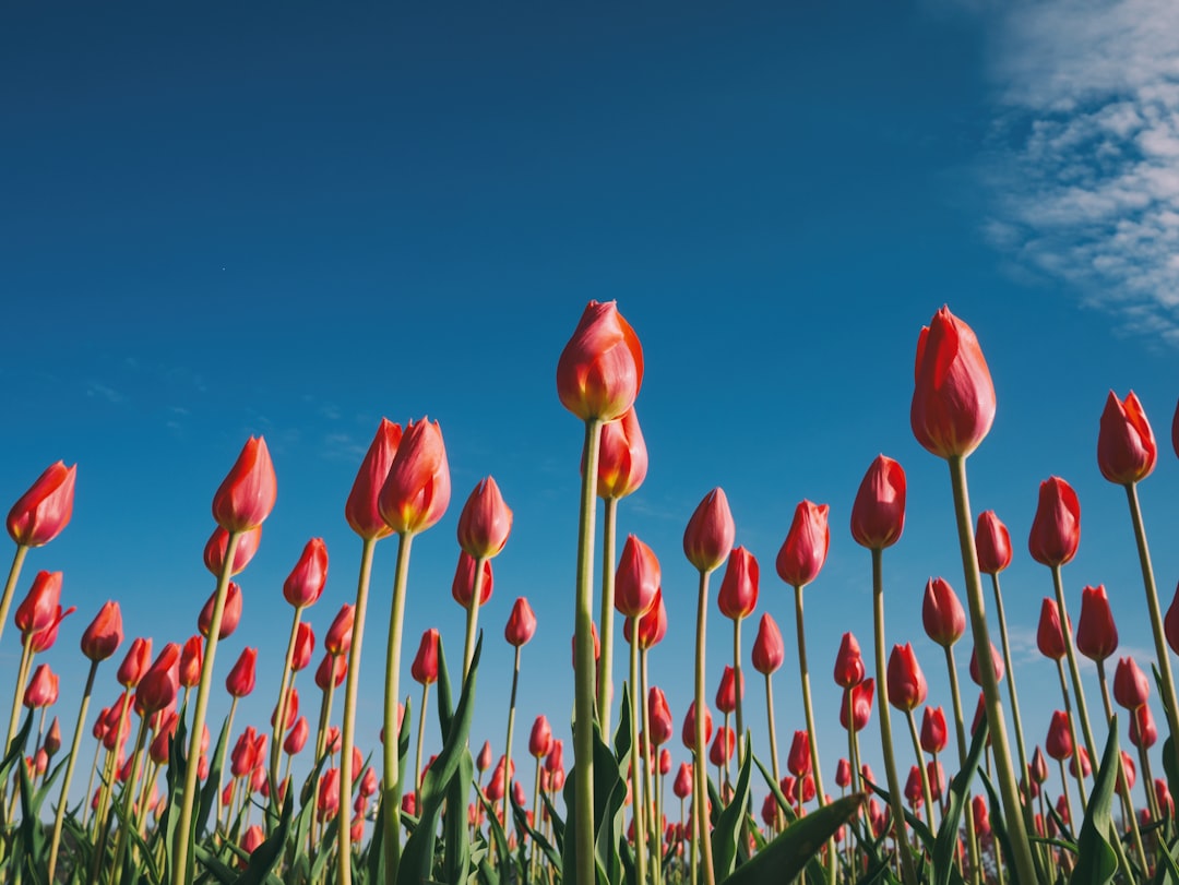 Tulip