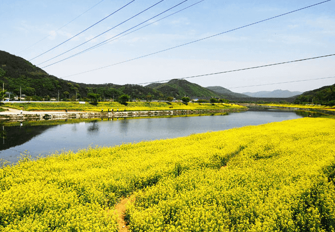 황룡강 생태공원 꽃구경 명소! 계절 따라 즐기는 화려한 꽃길