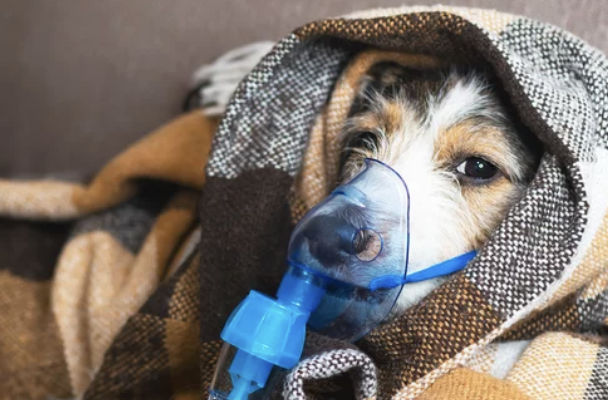 강아지/출처:어도비스톡