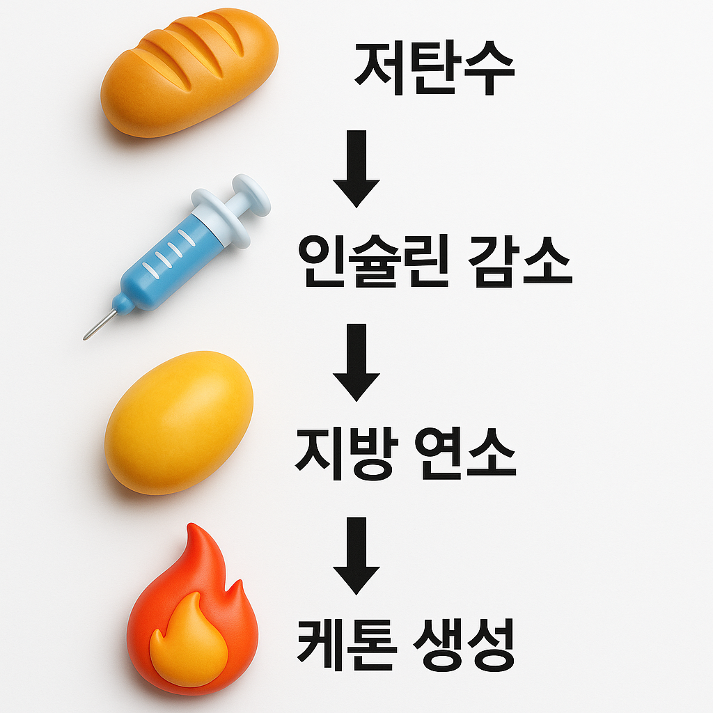저탄수, 인슐린감소, 지방연소, 저탄고지