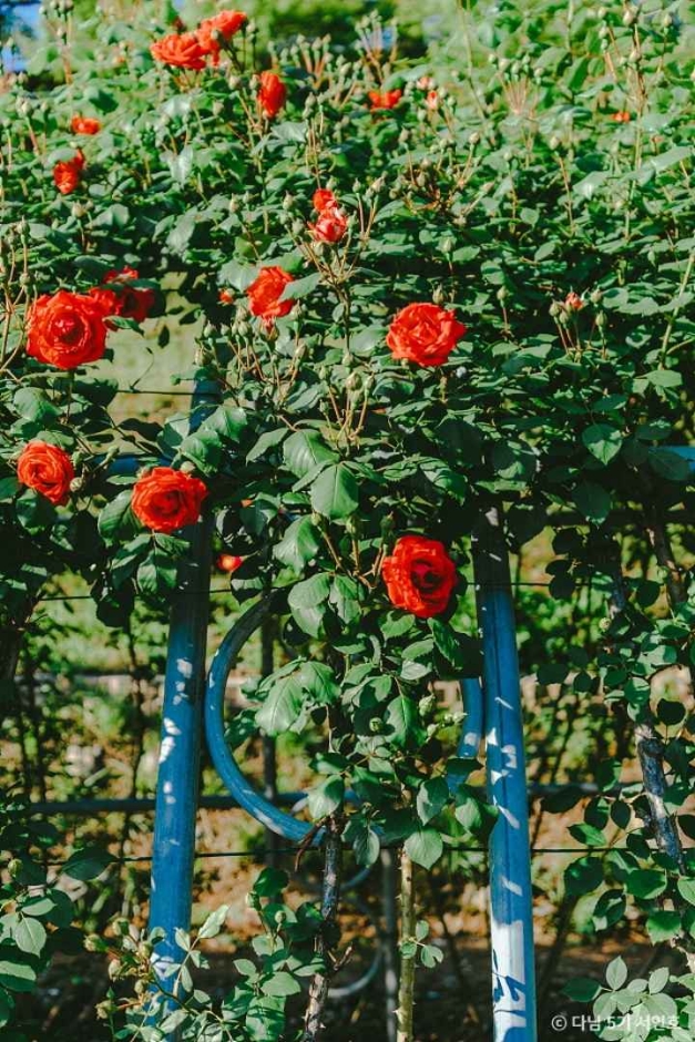 단양 소금정공원 장미터널