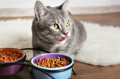 식사 중인 고양이.