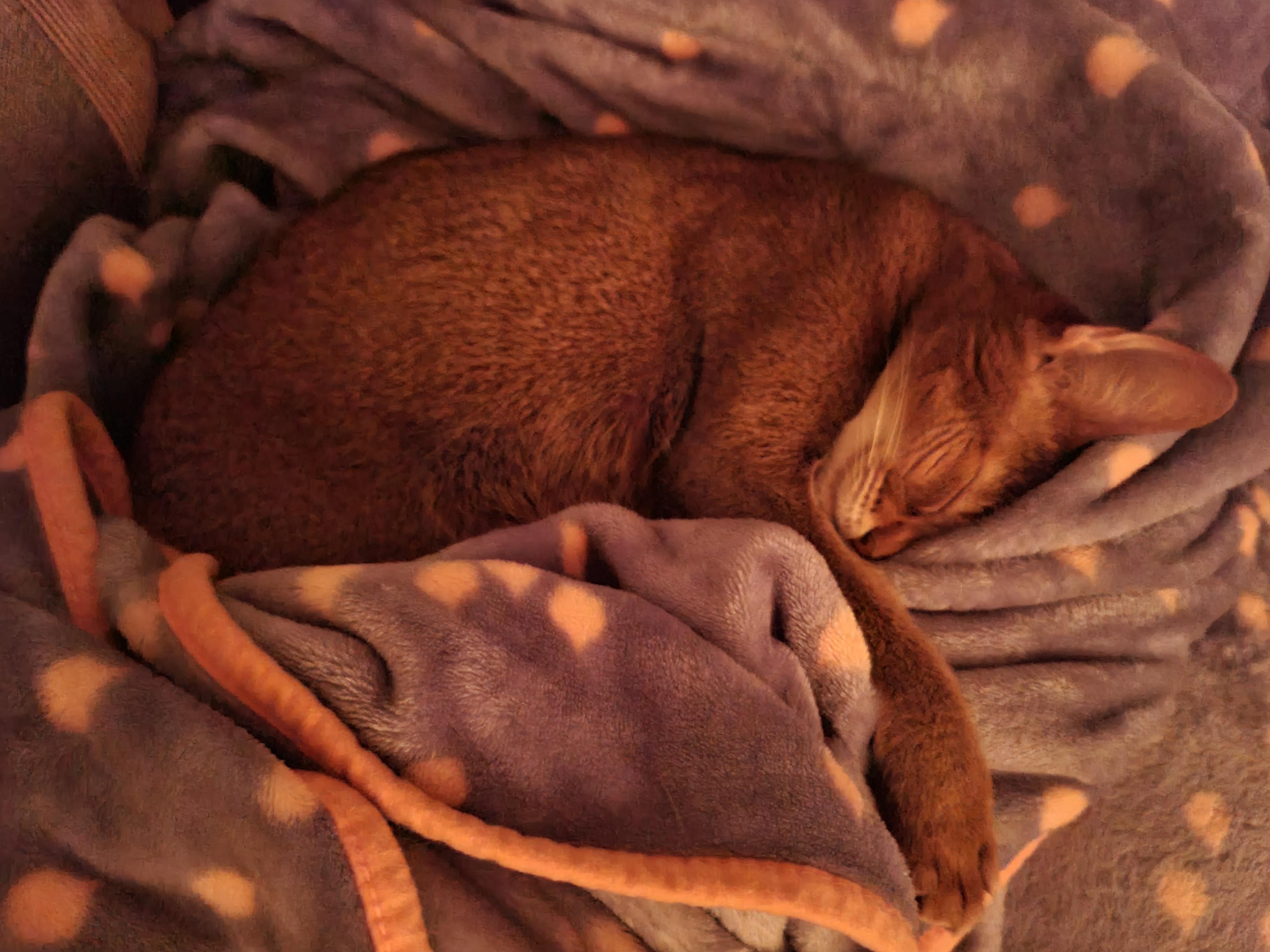 고양이집사가 집사가 될수밖에 없는이유, 아비시니안 루디