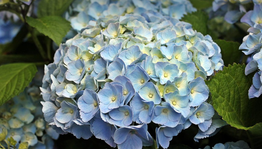 수국 개화 시기