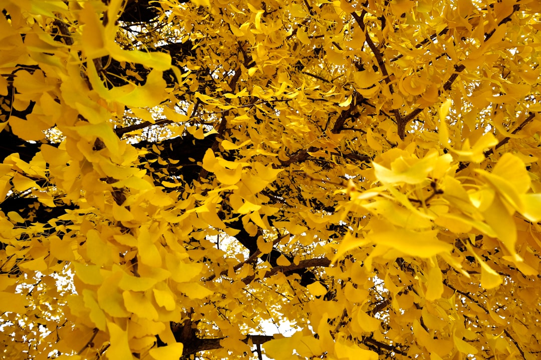 Ginkgo
