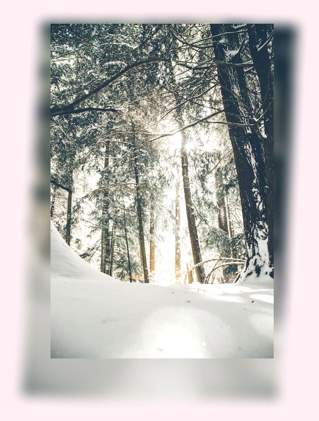 겨울철 고양이 관리_3_subsection