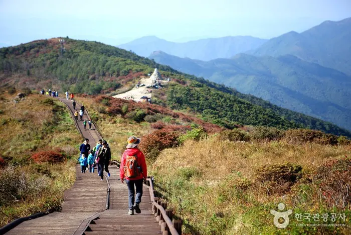 구례 산수유꽃 축제 전경 이미지