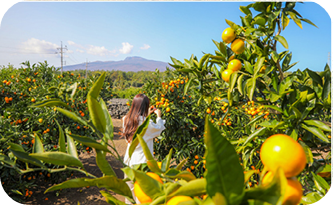 휴애리 프로그램 감귤따기 이미지 출처: 휴애리 홈페이지