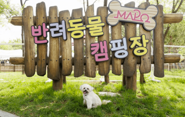 마포구 반려동물 캠핑장