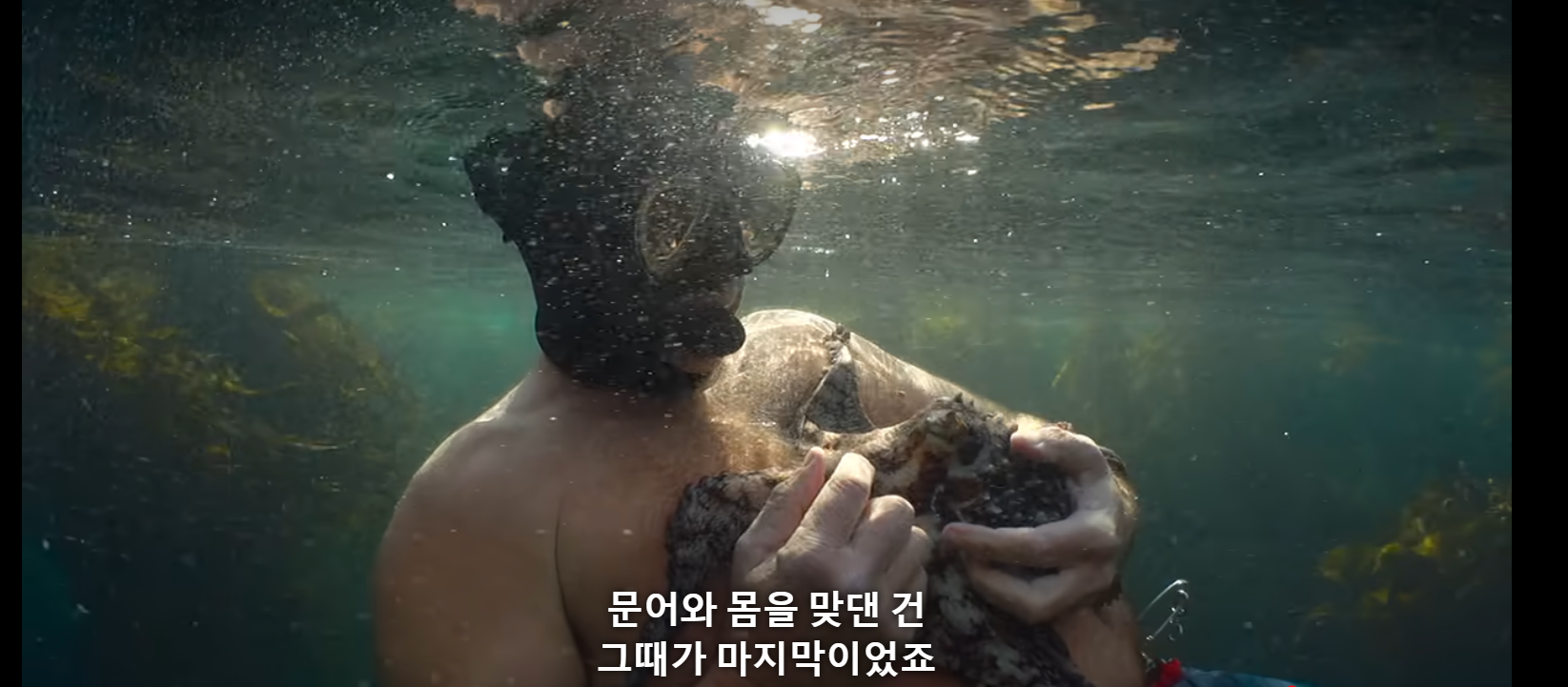 나의 문어 선생님 문어와 크레이그