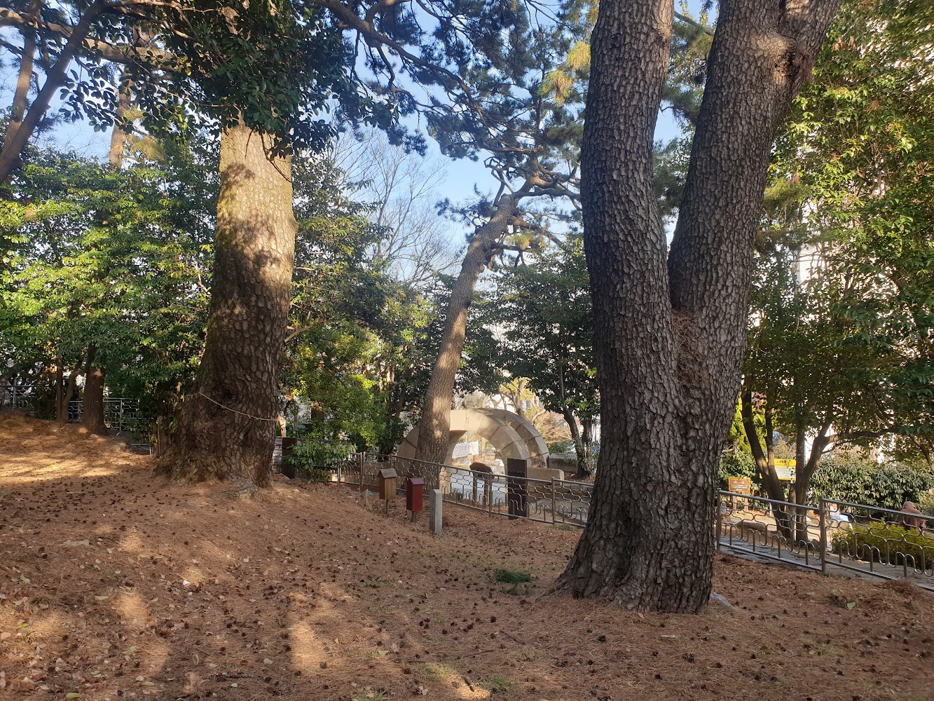 오래된 나무들 위치 : 35°10'13.5&quot;N 129°06'53.2&quot;E