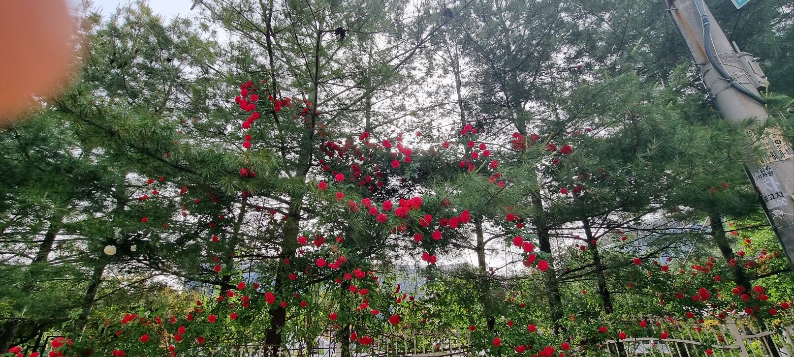 2025 중랑 서울 장미축제 기간 일정 가는길