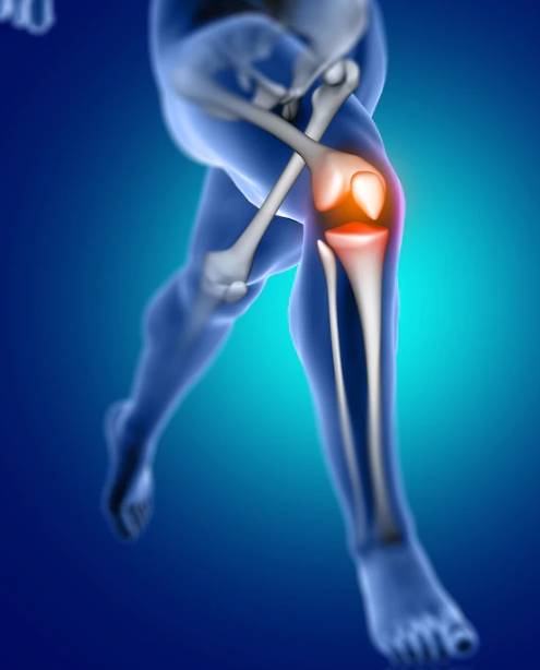 무릎의 구조에 대해서 설명해주는 사진