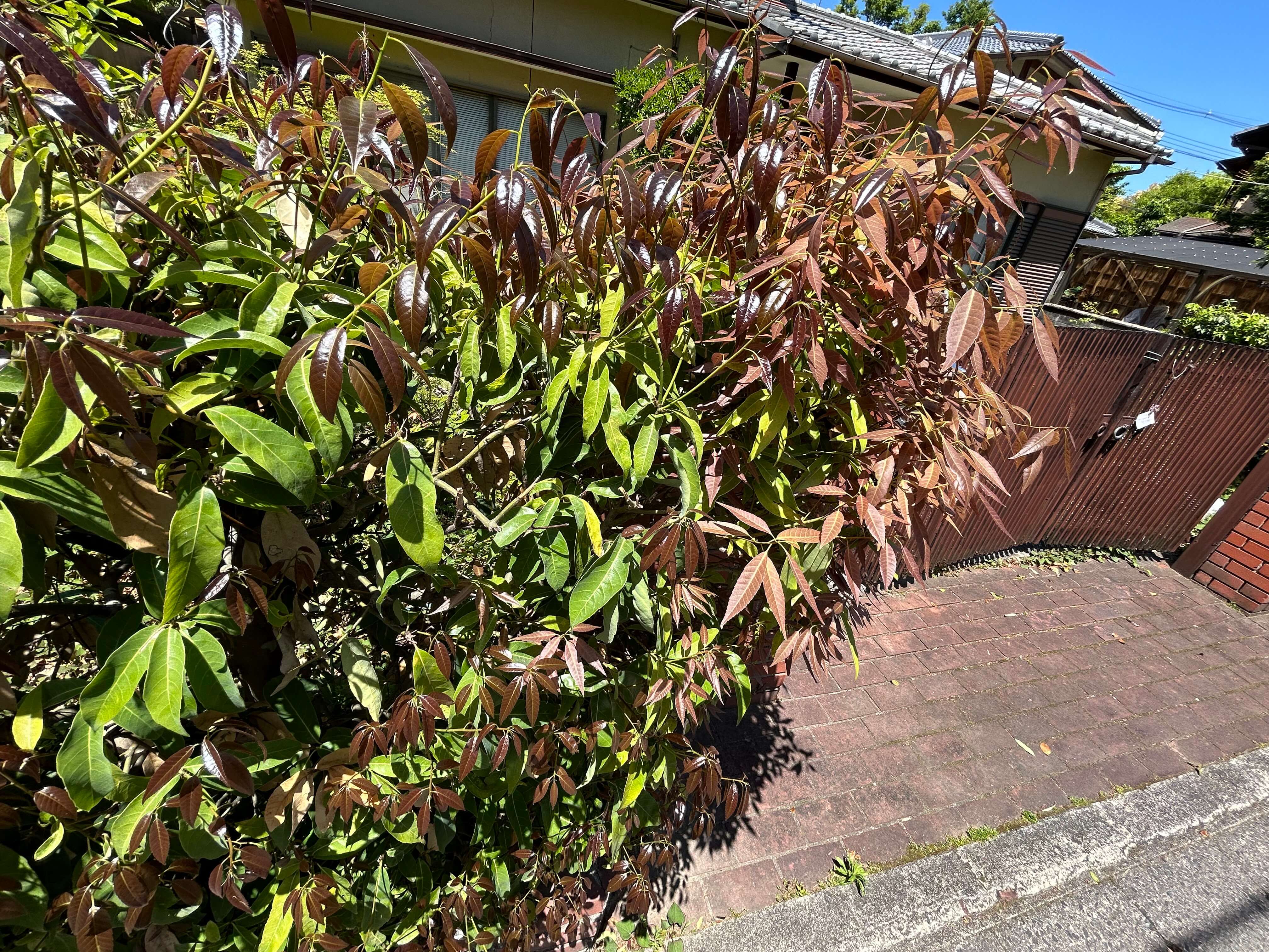 오사카·교토 3박4일 여행자를 위한 교통패스 정리 관련사진