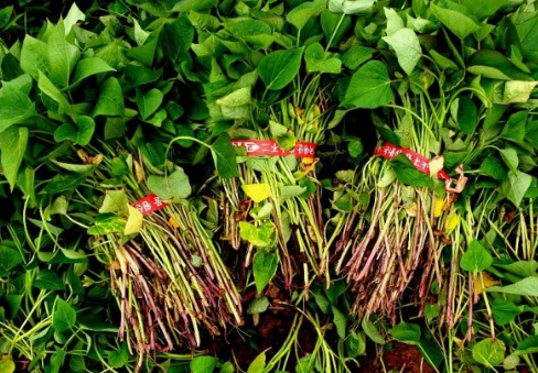 고구마 파종시기(심는시기), 고구마 모종심기, 심는방법, 고구마 심기부터 재배수확까지 총정리!