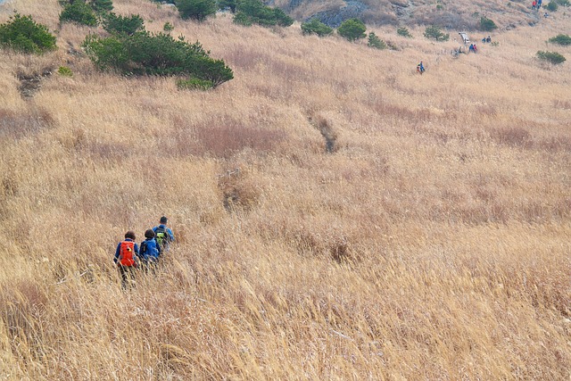 대한민국 갈대밭 옆 트래킹 사진