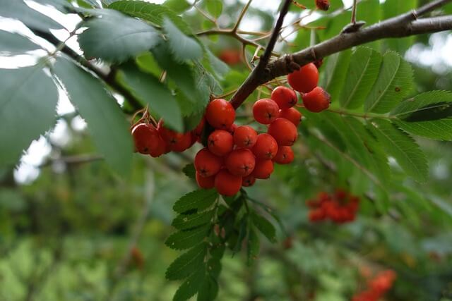 마가목 효능 총정리