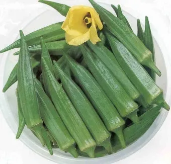 오크라 재배 파종 깊이 따뜻한 흙 물주기 요령_14