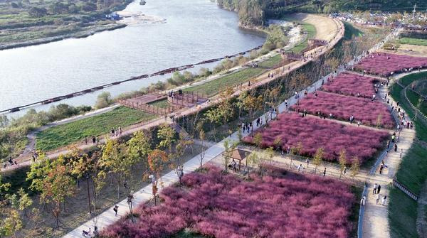 함안 악양생태공원 금계국 &amp; 샤스타데이지 만개 시기와 포토존 총정리